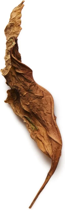 Giorgio Armani Acqua Di Gio Absolu 75ml - Eau De Parfum - Herenparfum -Chique Cosmetica Winkel 372x1200